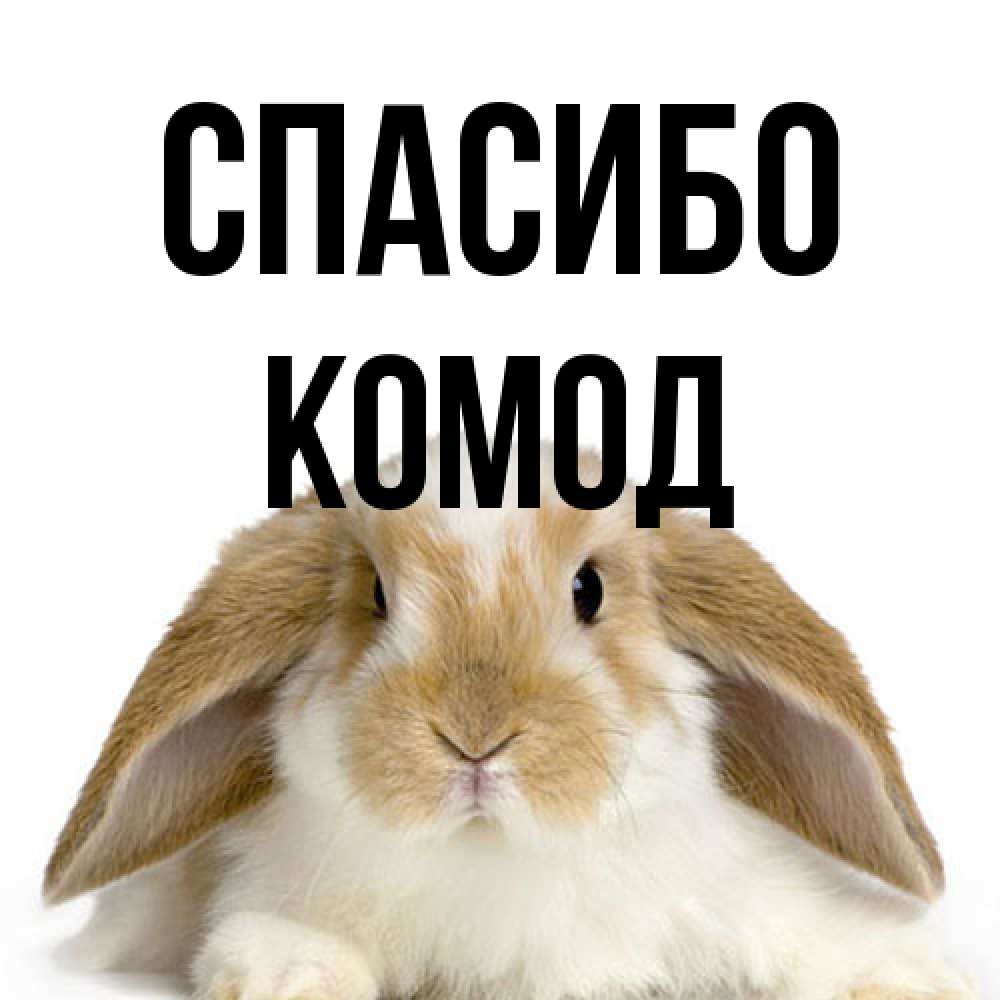 Открытка на каждый день с именем, Комод Спасибо коричнево белый заяц Прикольная открытка с пожеланием онлайн скачать бесплатно 