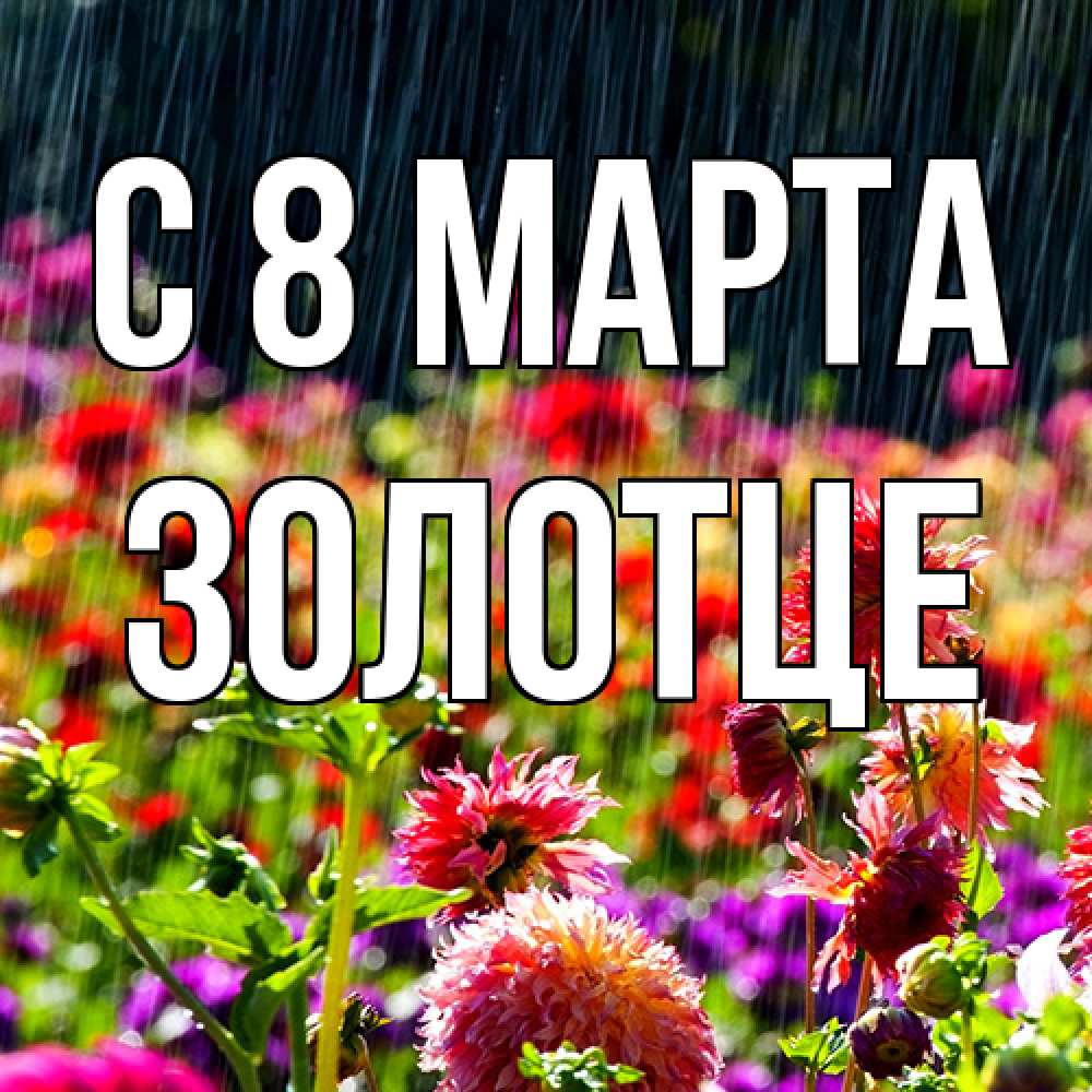 Открытка на каждый день с именем, Золотце C 8 МАРТА цветы под дождиком к международному женскому дню Прикольная открытка с пожеланием онлайн скачать бесплатно 