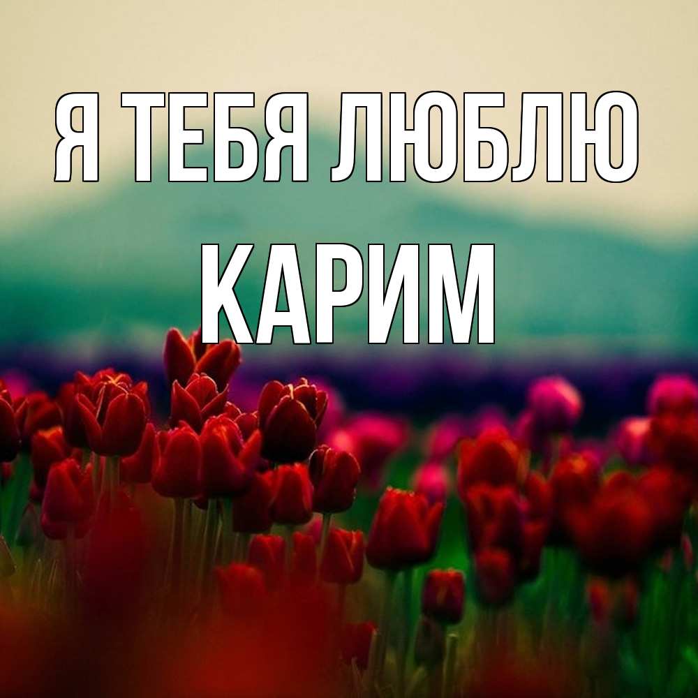 Открытка на каждый день с именем, Карим Я тебя люблю тюльпаны 4 Прикольная открытка с пожеланием онлайн скачать бесплатно 
