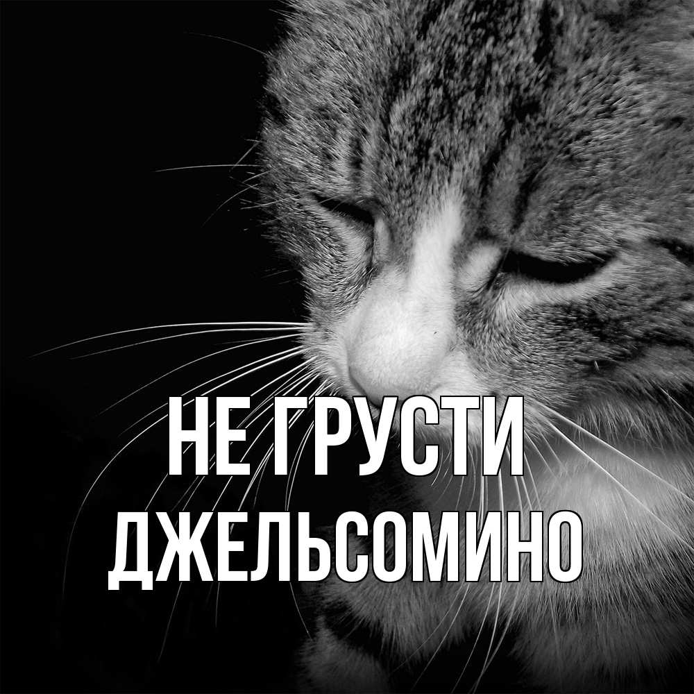 Открытка на каждый день с именем, Джельсомино Не грусти грустный котик Прикольная открытка с пожеланием онлайн скачать бесплатно 