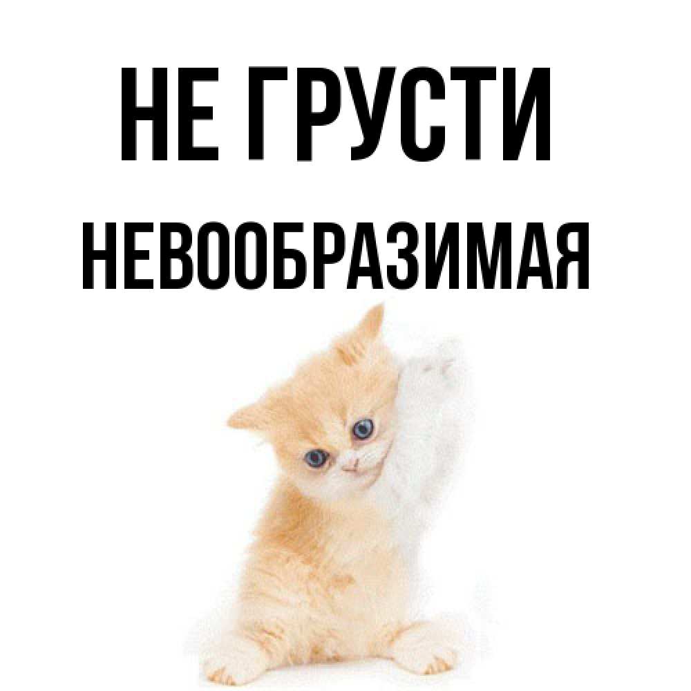 Открытка на каждый день с именем, Невообразимая Не грусти просящий кот Прикольная открытка с пожеланием онлайн скачать бесплатно 