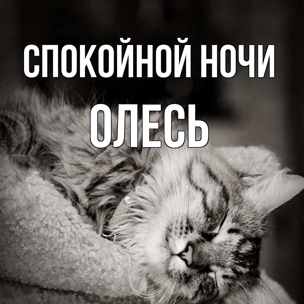 Открытка на каждый день с именем, Олесь Спокойной ночи котярик пушистый Прикольная открытка с пожеланием онлайн скачать бесплатно 