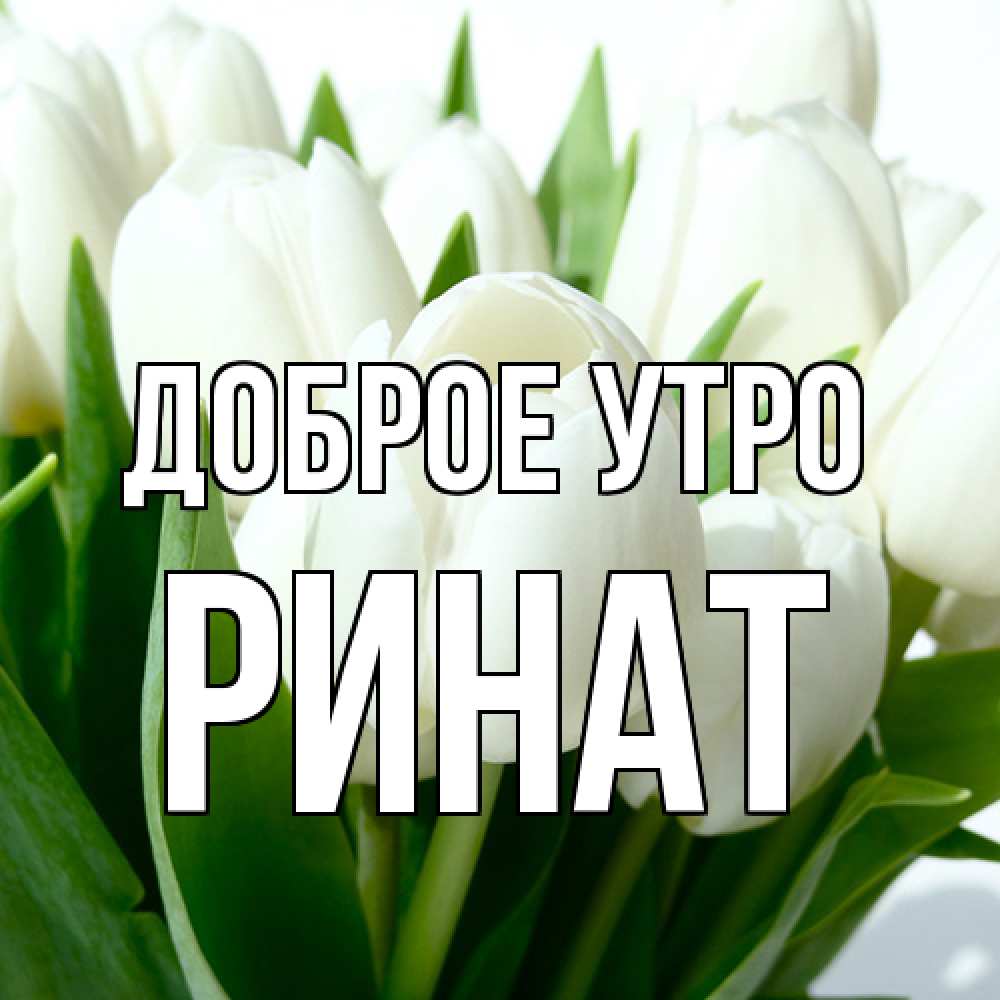 Открытка на каждый день с именем, Ринат Доброе утро открытки на каждый день по именам Прикольная открытка с пожеланием онлайн скачать бесплатно 