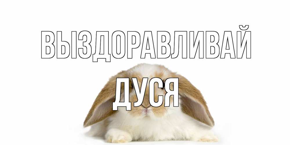 Открытка на каждый день с именем, Дуся Выздоравливай вислоухий кролик белого и коричневого цвета Прикольная открытка с пожеланием онлайн скачать бесплатно 