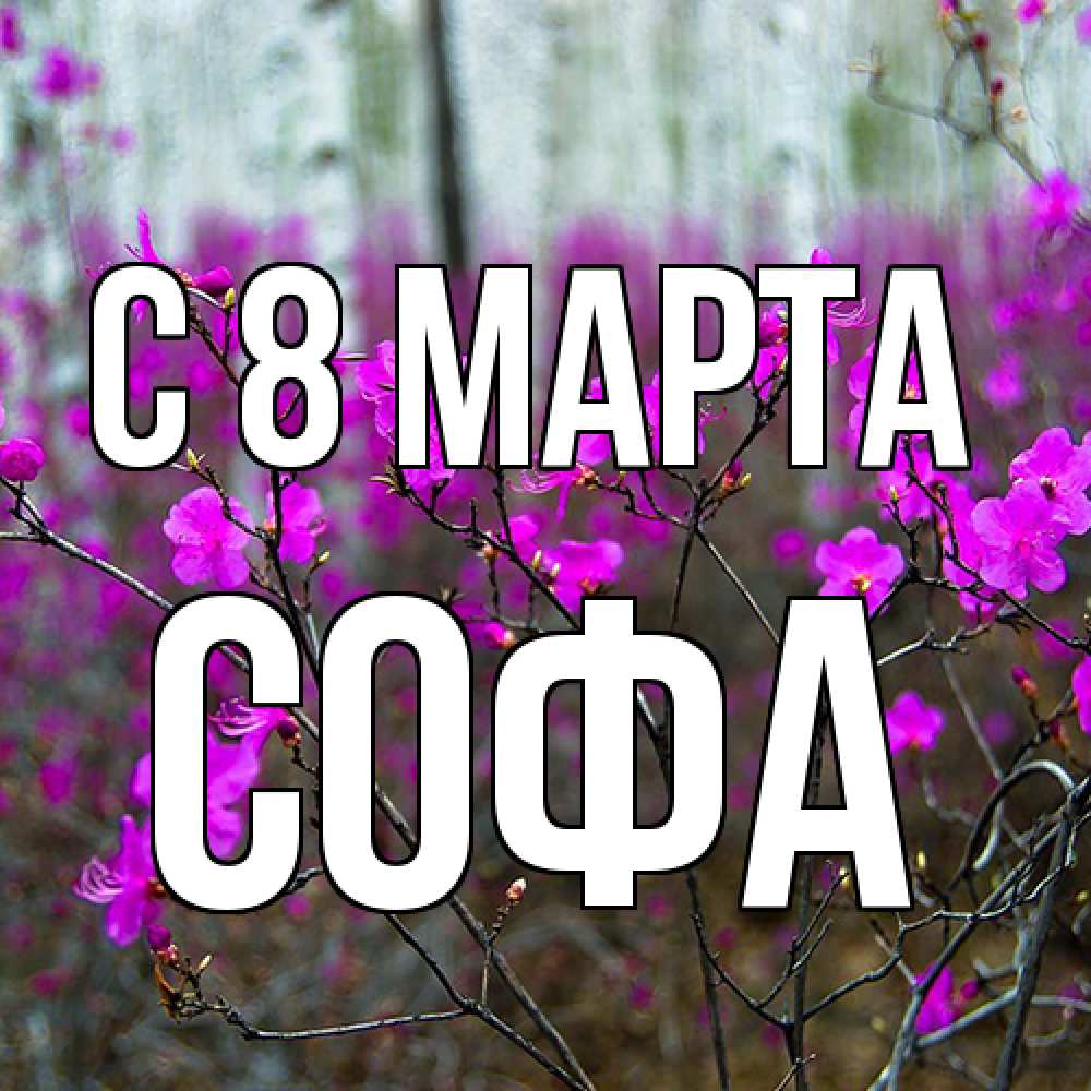 Открытка на каждый день с именем, Софа C 8 МАРТА дикие цветы Прикольная открытка с пожеланием онлайн скачать бесплатно 