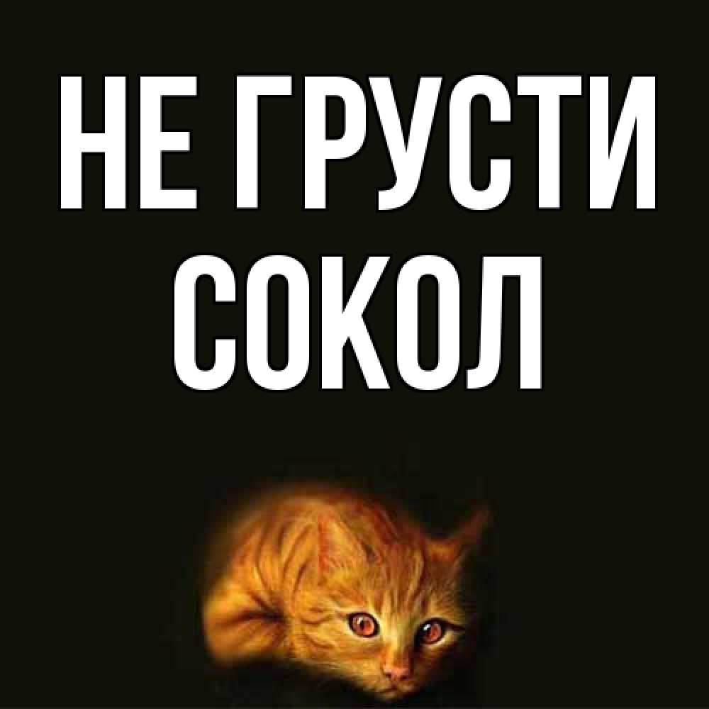 Открытка на каждый день с именем, Сокол Не грусти лежащий кот в темноте Прикольная открытка с пожеланием онлайн скачать бесплатно 