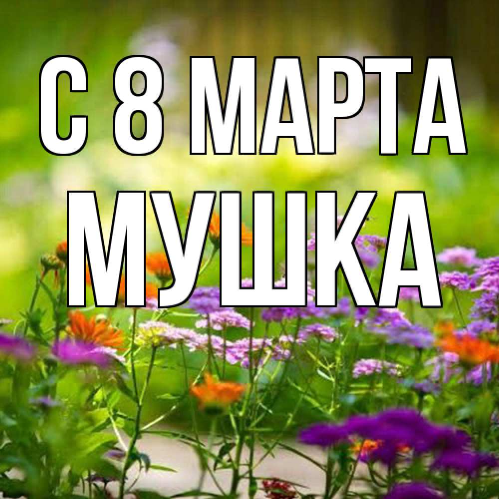 Открытка на каждый день с именем, мушка C 8 МАРТА цветы Прикольная открытка с пожеланием онлайн скачать бесплатно 