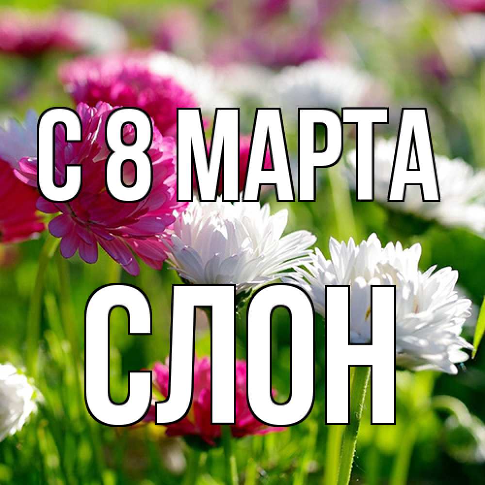 Открытка на каждый день с именем, Слон C 8 МАРТА международный женский день 1 Прикольная открытка с пожеланием онлайн скачать бесплатно 