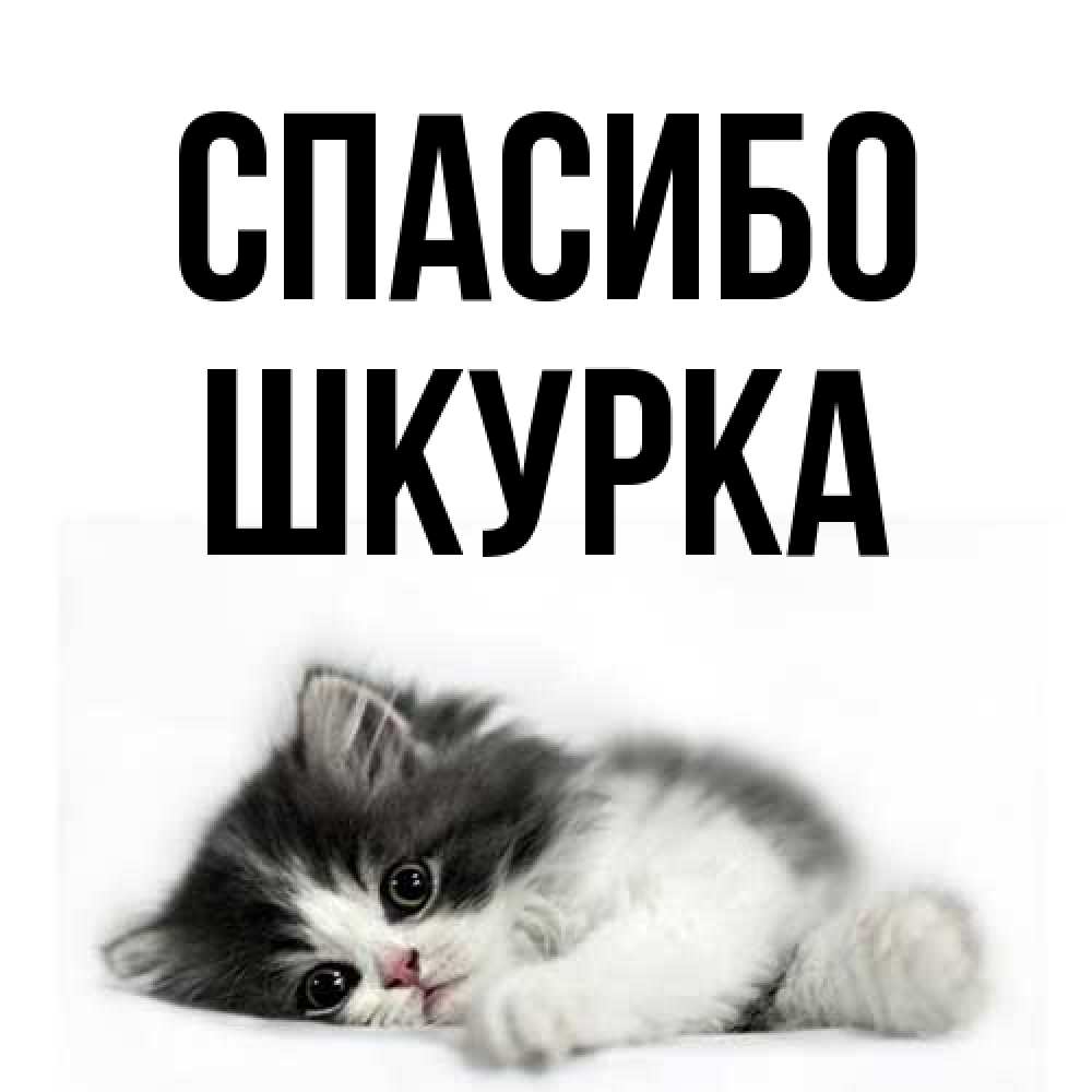 Открытка на каждый день с именем, Шкурка Спасибо черный и белый кот Прикольная открытка с пожеланием онлайн скачать бесплатно 