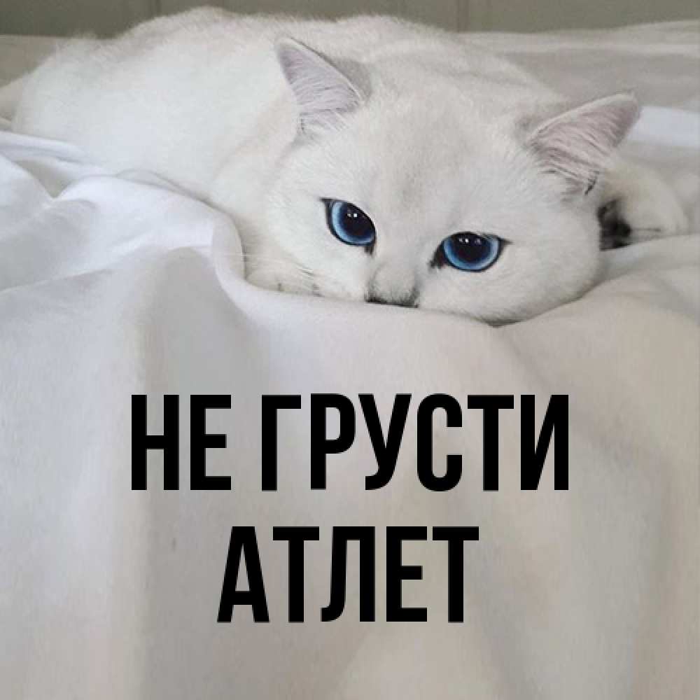 Открытка на каждый день с именем, Атлет Не грусти Голубоглазая кошка Прикольная открытка с пожеланием онлайн скачать бесплатно 