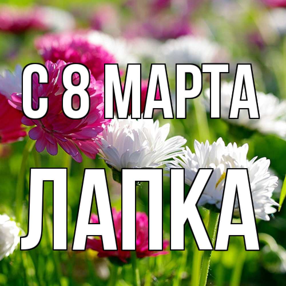 Открытка на каждый день с именем, лапка C 8 МАРТА международный женский день 1 Прикольная открытка с пожеланием онлайн скачать бесплатно 