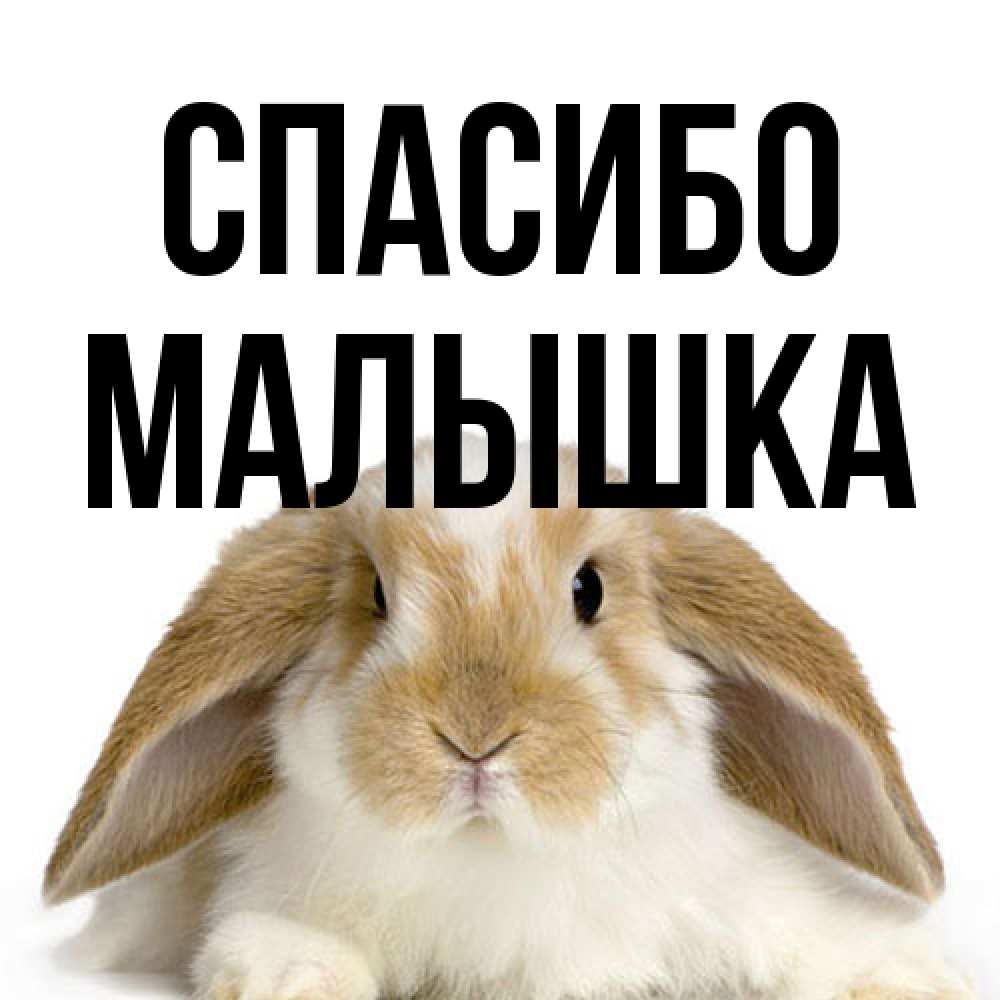 Открытка на каждый день с именем, малышка Спасибо коричнево белый заяц Прикольная открытка с пожеланием онлайн скачать бесплатно 