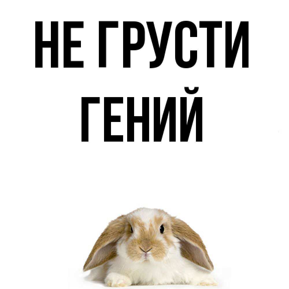 Открытка на каждый день с именем, Гений Не грусти коричнево белый заяц с большими ушками Прикольная открытка с пожеланием онлайн скачать бесплатно 