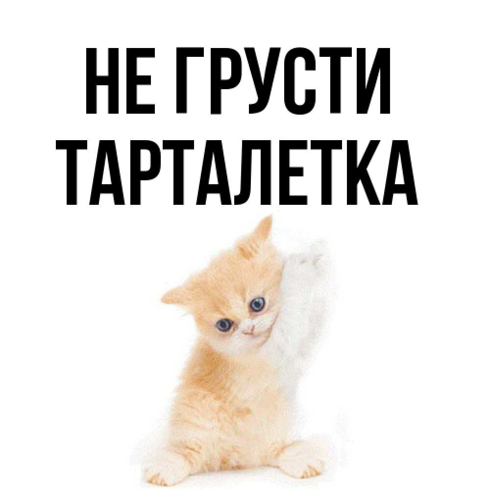 Открытка на каждый день с именем, Тарталетка Не грусти просящий кот Прикольная открытка с пожеланием онлайн скачать бесплатно 