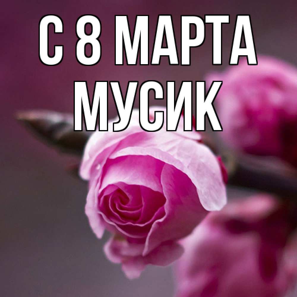 Открытка на каждый день с именем, мусик C 8 МАРТА весна Прикольная открытка с пожеланием онлайн скачать бесплатно 