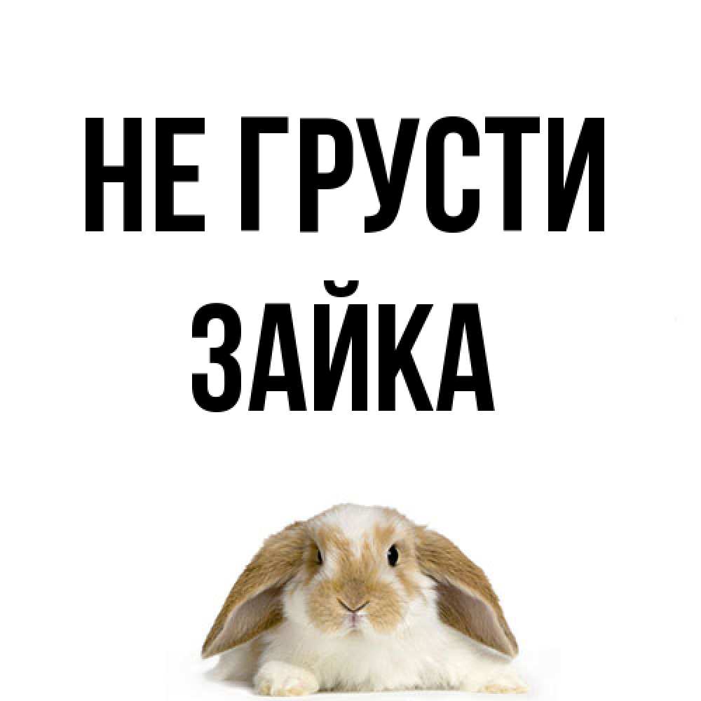Открытка на каждый день с именем, Зайка Не грусти коричнево белый заяц с большими ушками Прикольная открытка с пожеланием онлайн скачать бесплатно 