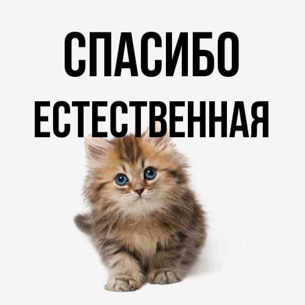 Открытка на каждый день с именем, Естественная Спасибо пушистый котик Прикольная открытка с пожеланием онлайн скачать бесплатно 