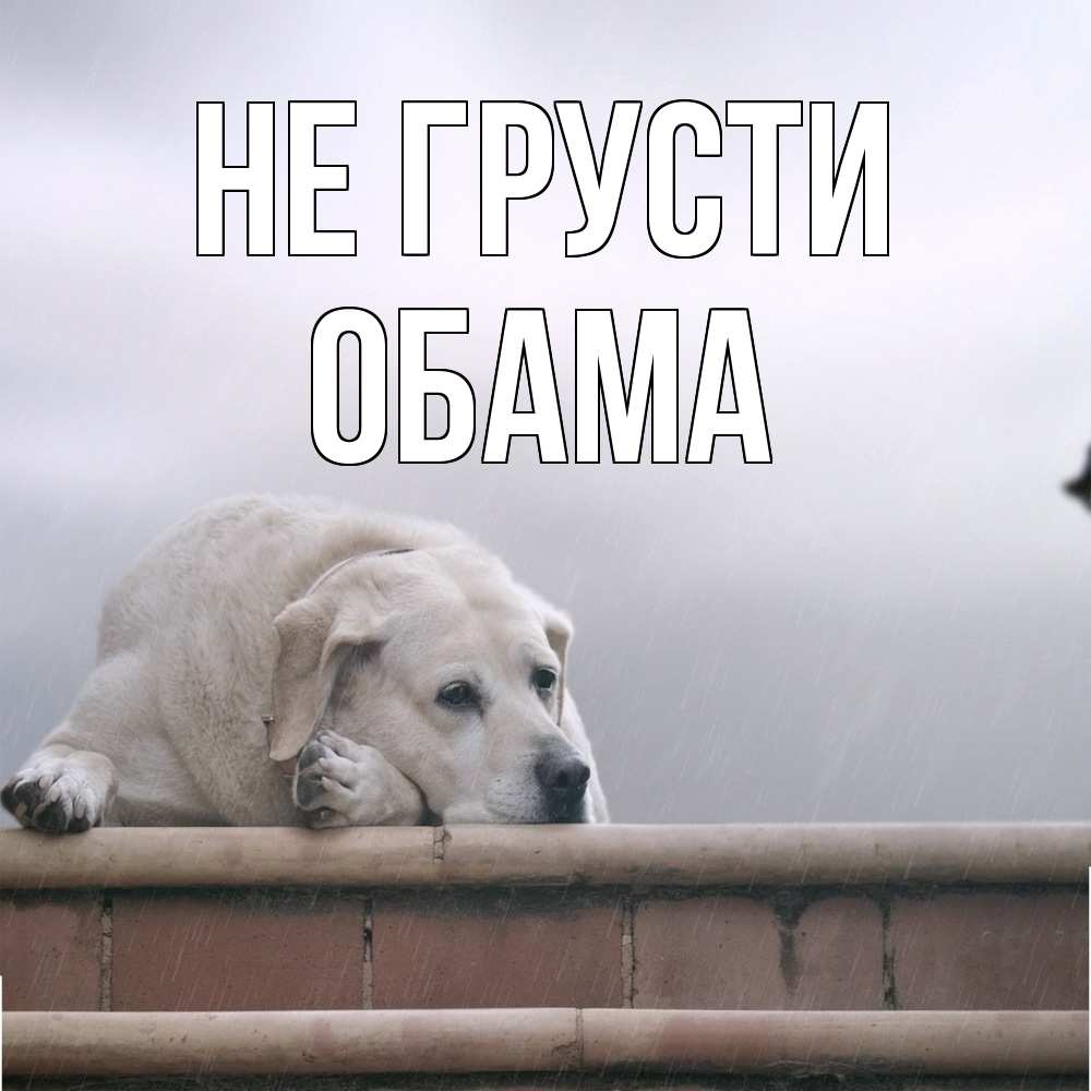 Открытка на каждый день с именем, Обама Не грусти белый пес 1 Прикольная открытка с пожеланием онлайн скачать бесплатно 