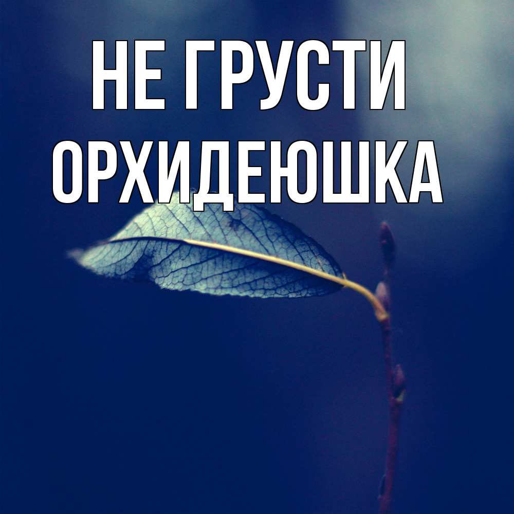 Открытка на каждый день с именем, Орхидеюшка Не грусти растение Прикольная открытка с пожеланием онлайн скачать бесплатно 