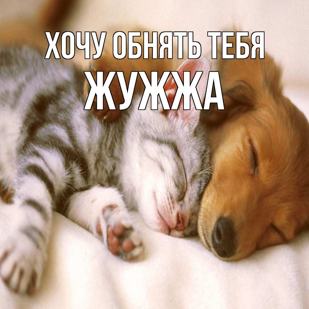 Открытка на каждый день с именем, Жужжа Хочу обнять тебя пес и котенок Прикольная открытка с пожеланием онлайн скачать бесплатно 