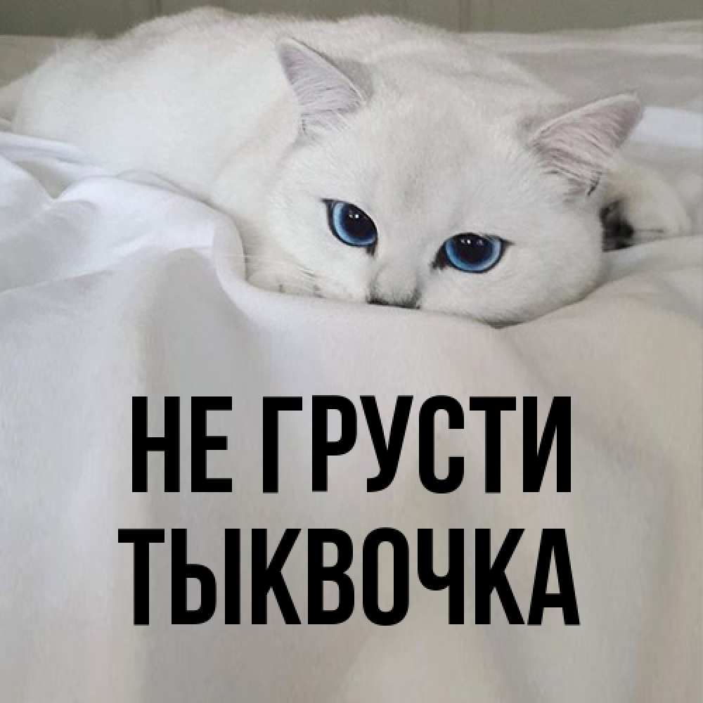 Открытка на каждый день с именем, тыквочка Не грусти Голубоглазая кошка Прикольная открытка с пожеланием онлайн скачать бесплатно 