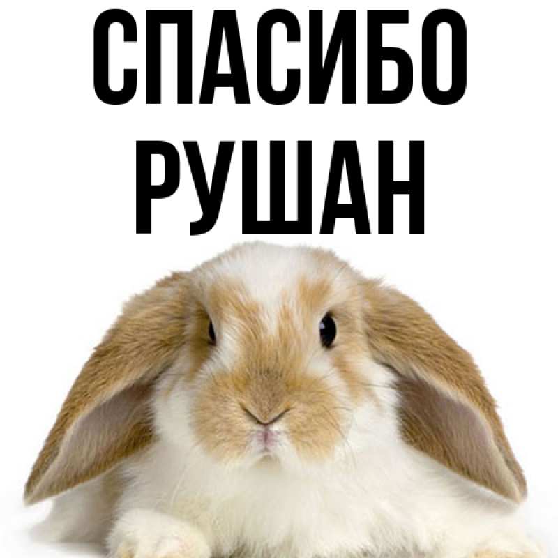 Картинка Спасибо, Рушан