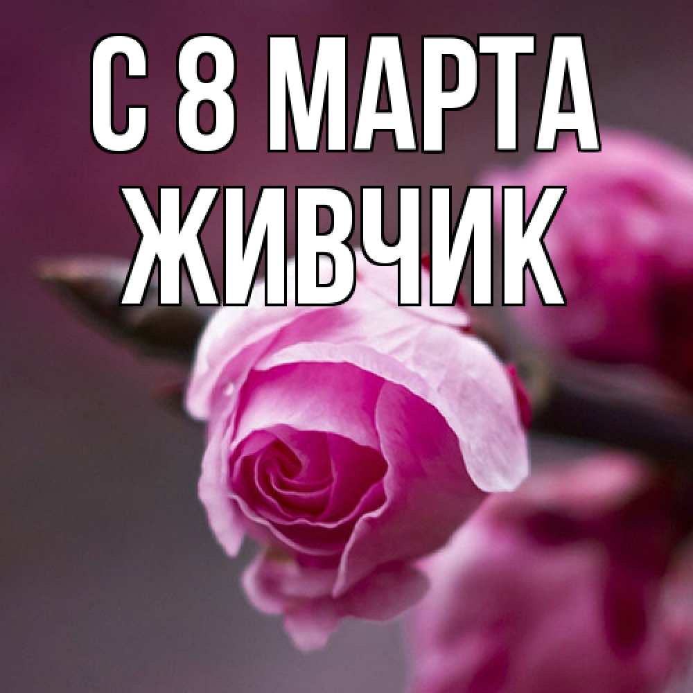 Открытка на каждый день с именем, Живчик C 8 МАРТА весна Прикольная открытка с пожеланием онлайн скачать бесплатно 