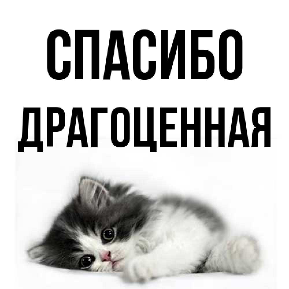 Открытка на каждый день с именем, Драгоценная Спасибо черный и белый кот Прикольная открытка с пожеланием онлайн скачать бесплатно 