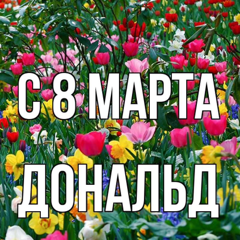 Картинка C 8 МАРТА, Дональд