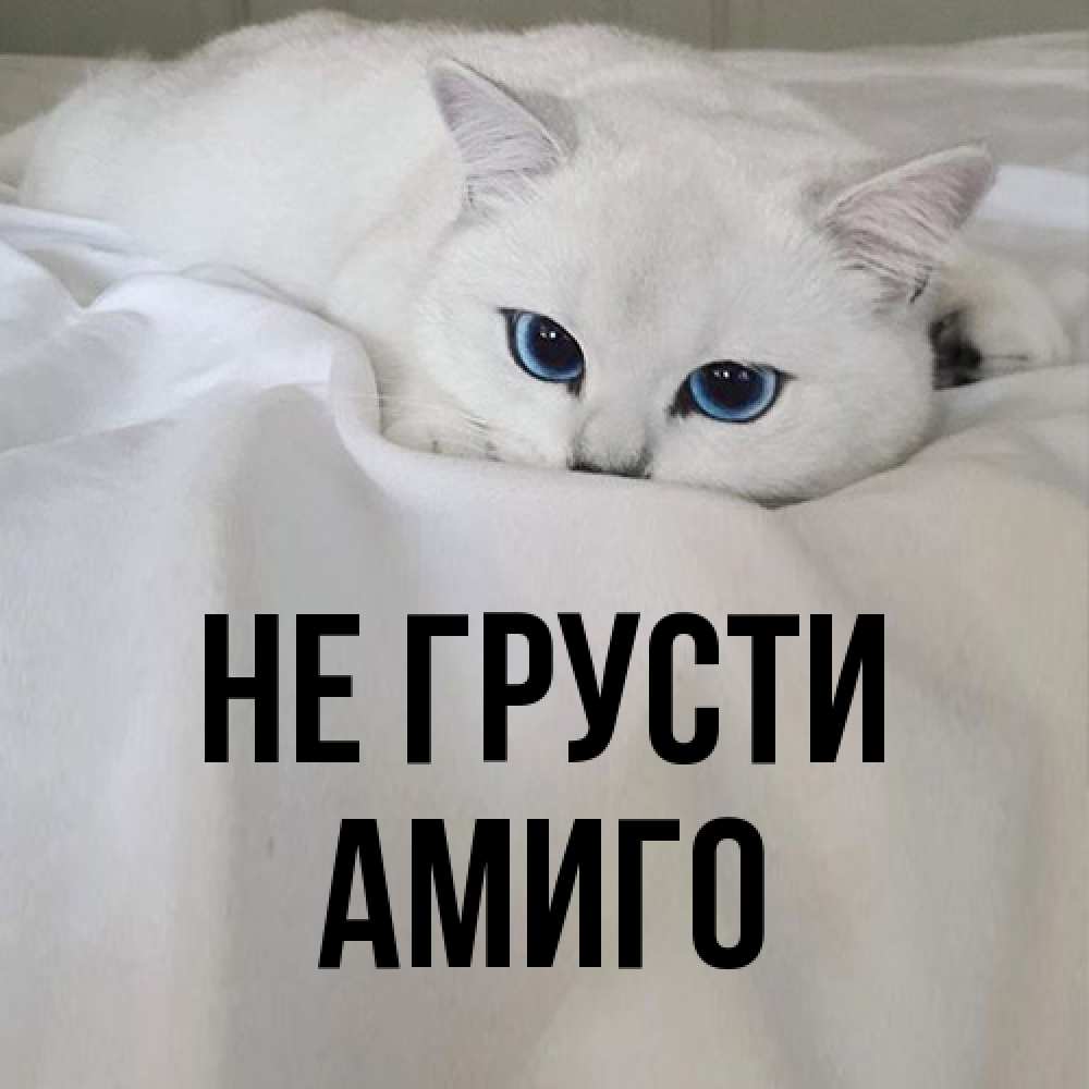 Открытка на каждый день с именем, Амиго Не грусти Голубоглазая кошка Прикольная открытка с пожеланием онлайн скачать бесплатно 