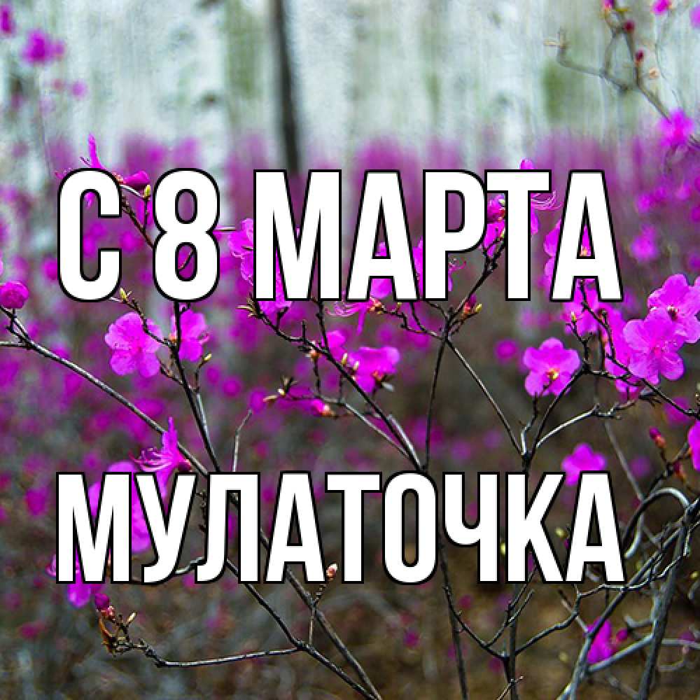 Открытка на каждый день с именем, Мулаточка C 8 МАРТА дикие цветы Прикольная открытка с пожеланием онлайн скачать бесплатно 