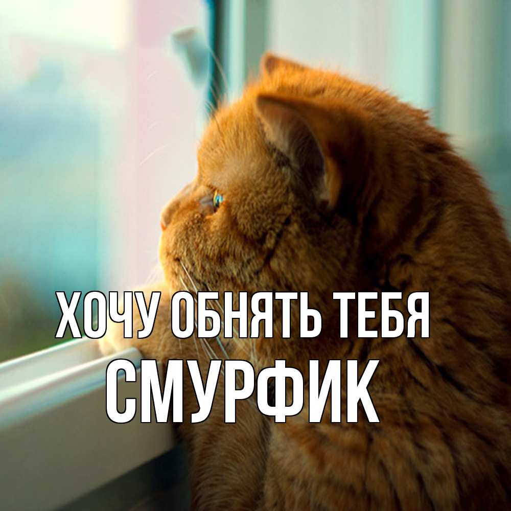 Открытка на каждый день с именем, Смурфик Хочу обнять тебя большой огромный рыжий котяра Прикольная открытка с пожеланием онлайн скачать бесплатно 
