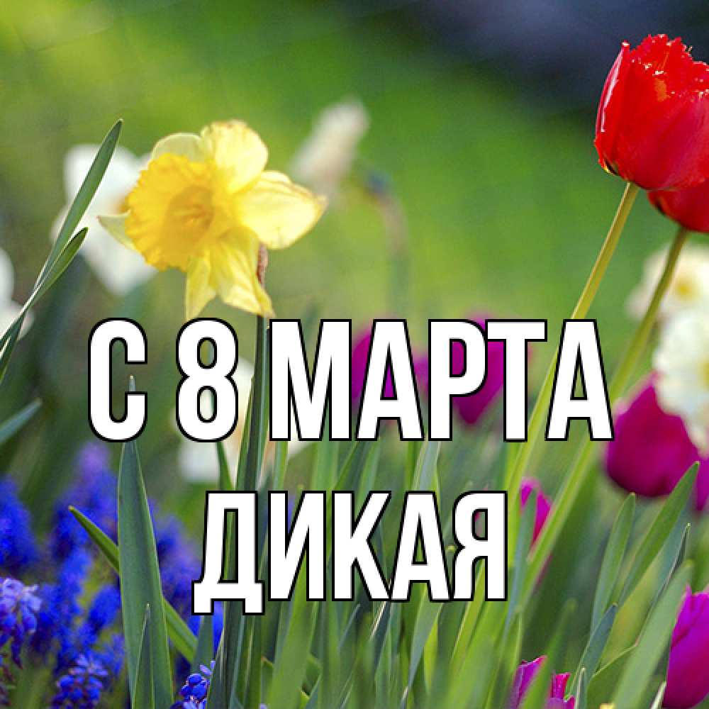 Открытка на каждый день с именем, дикая C 8 МАРТА международный женский день 3 Прикольная открытка с пожеланием онлайн скачать бесплатно 