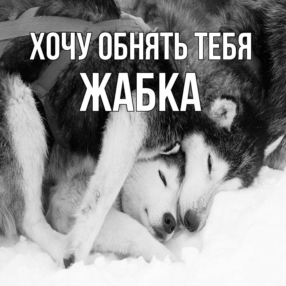 Открытка на каждый день с именем, Жабка Хочу обнять тебя собачки в упряжке Прикольная открытка с пожеланием онлайн скачать бесплатно 