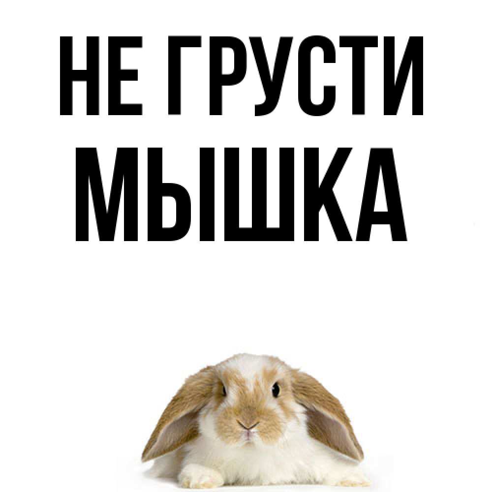 Открытка на каждый день с именем, Мышка Не грусти коричнево белый заяц с большими ушками Прикольная открытка с пожеланием онлайн скачать бесплатно 