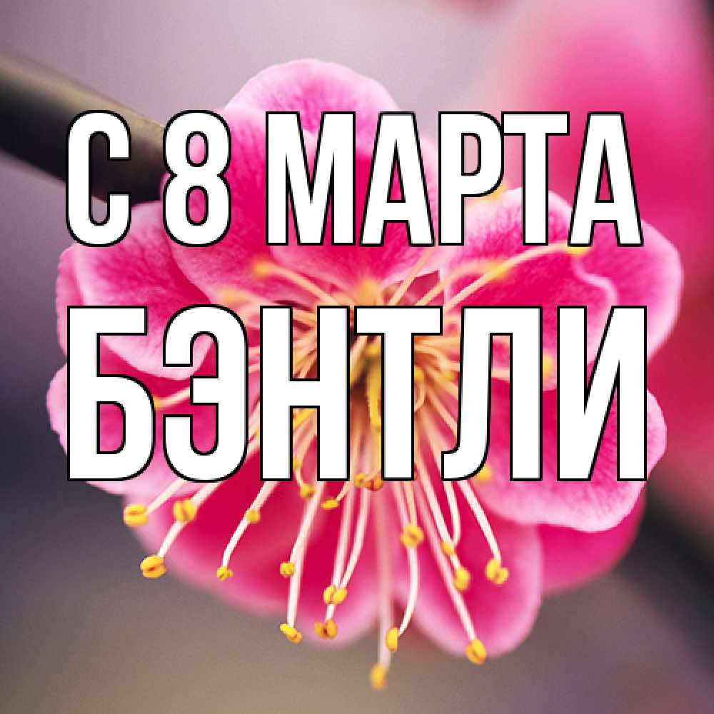 Открытка на каждый день с именем, Бэнтли C 8 МАРТА цветы Прикольная открытка с пожеланием онлайн скачать бесплатно 