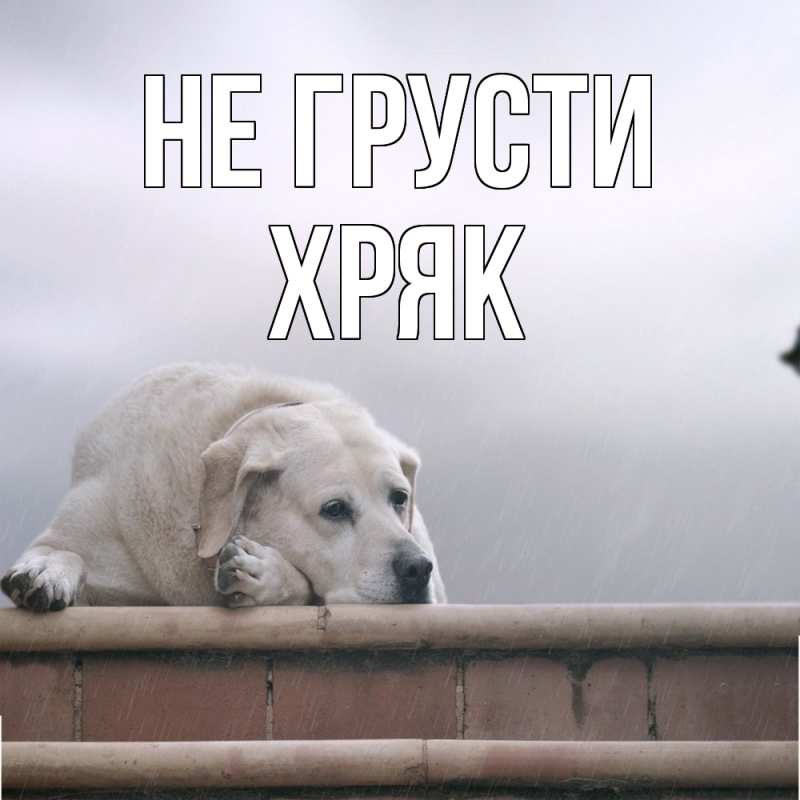 Картинка Не грусти, Хряк