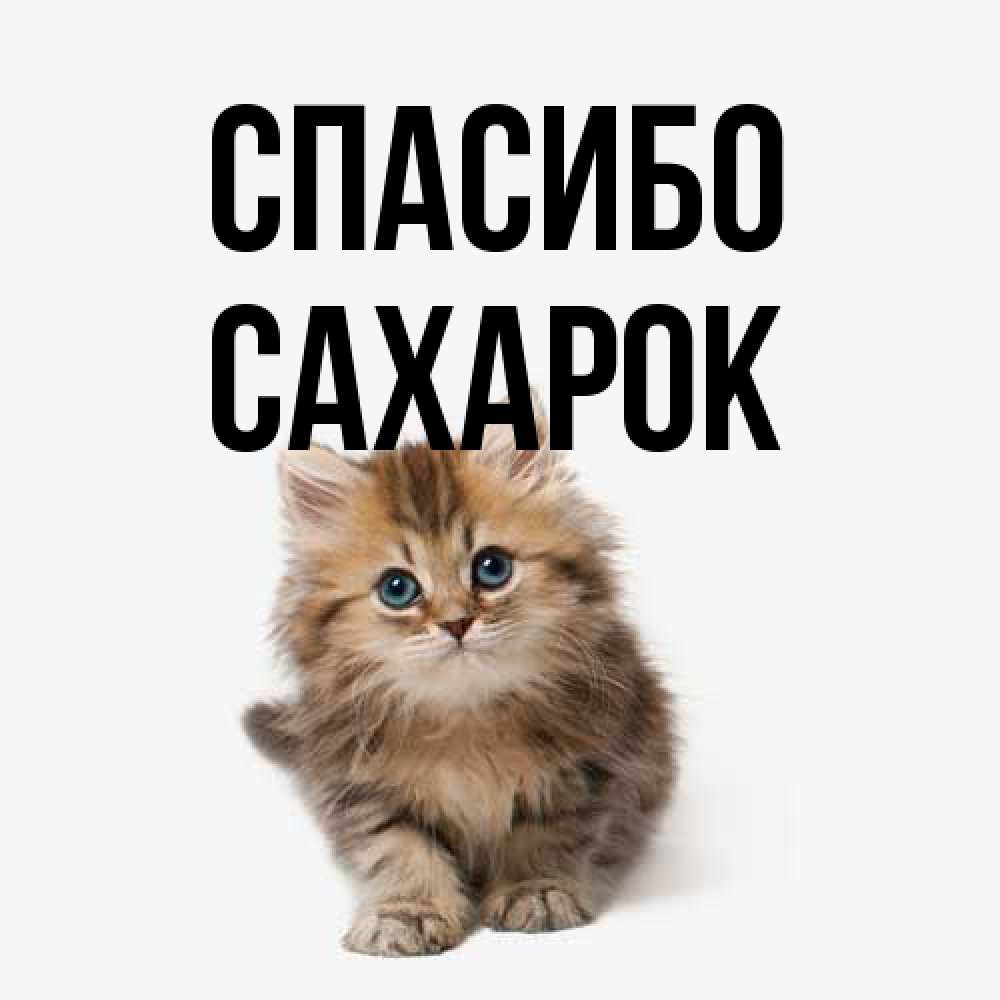 Открытка на каждый день с именем, сахарок Спасибо пушистый котик Прикольная открытка с пожеланием онлайн скачать бесплатно 