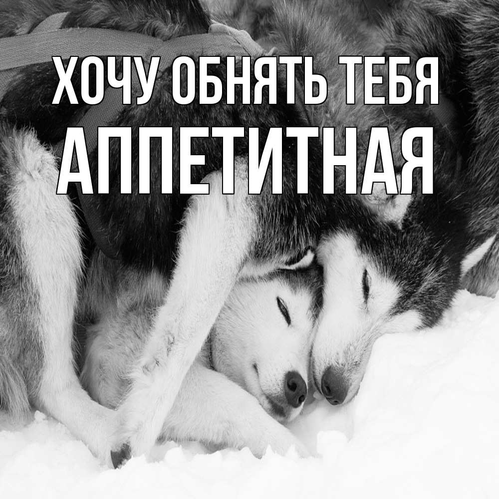Открытка на каждый день с именем, аппетитная Хочу обнять тебя собачки в упряжке Прикольная открытка с пожеланием онлайн скачать бесплатно 