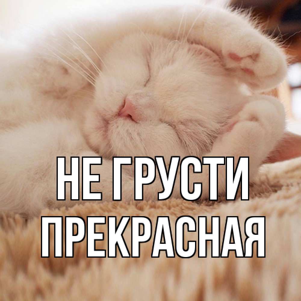 Открытка на каждый день с именем, Пpекpасная Не грусти белый кот Прикольная открытка с пожеланием онлайн скачать бесплатно 