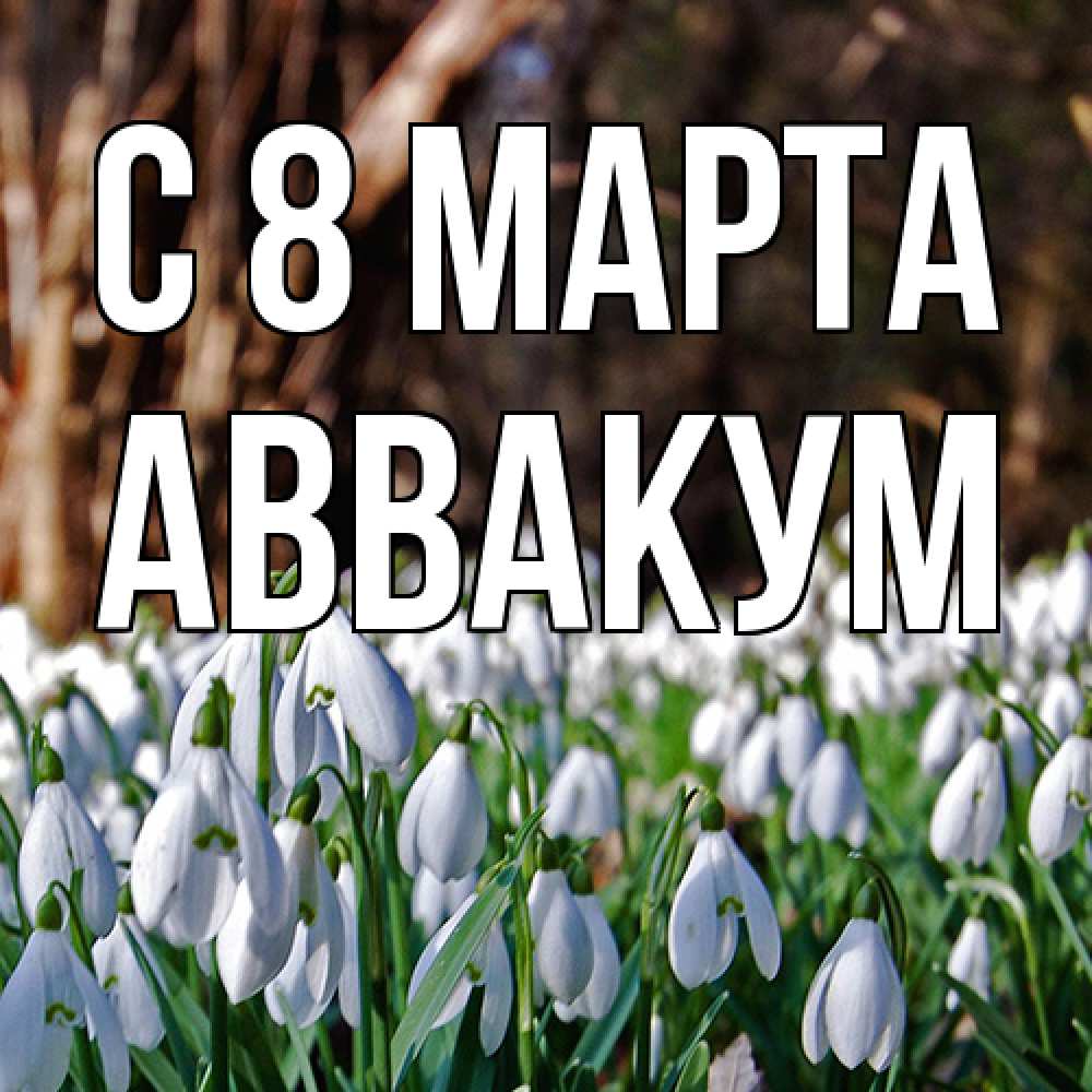 Открытка на каждый день с именем, Аввакум C 8 МАРТА с подснежниками 1 Прикольная открытка с пожеланием онлайн скачать бесплатно 
