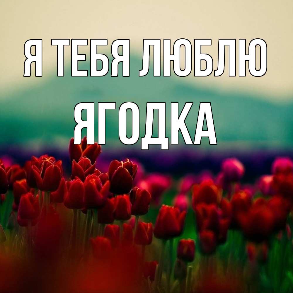 Открытка на каждый день с именем, ягодка Я тебя люблю тюльпаны 4 Прикольная открытка с пожеланием онлайн скачать бесплатно 