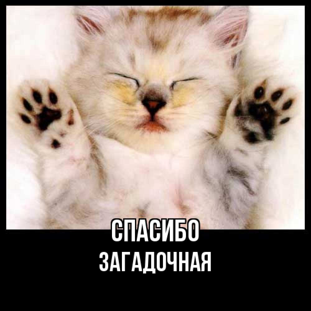 Открытка на каждый день с именем, загадочная Спасибо маленький котенок Прикольная открытка с пожеланием онлайн скачать бесплатно 