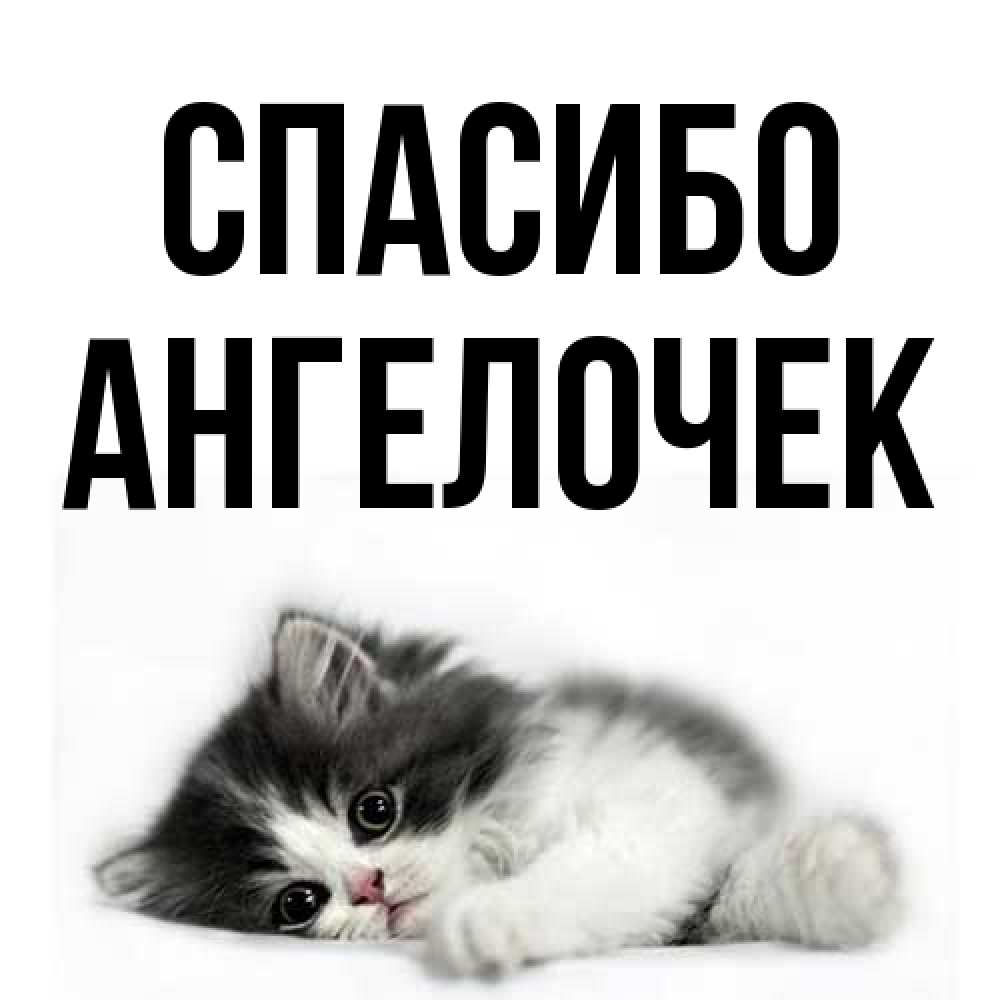 Открытка на каждый день с именем, Ангелочек Спасибо черный и белый кот Прикольная открытка с пожеланием онлайн скачать бесплатно 