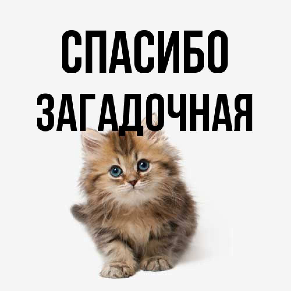 Открытка на каждый день с именем, загадочная Спасибо пушистый котик Прикольная открытка с пожеланием онлайн скачать бесплатно 