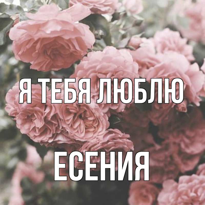 Картинка Я тебя люблю, Есения