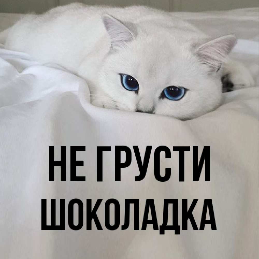 Открытка на каждый день с именем, Шоколадка Не грусти Голубоглазая кошка Прикольная открытка с пожеланием онлайн скачать бесплатно 