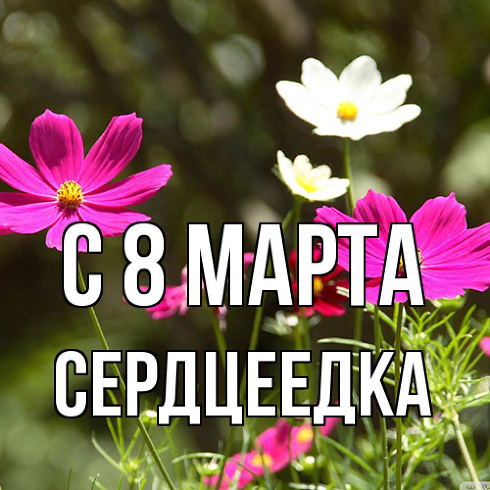 Открытка на каждый день с именем, сердцеедка C 8 МАРТА цветы Прикольная открытка с пожеланием онлайн скачать бесплатно 