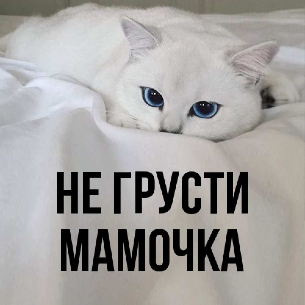 Открытка на каждый день с именем, Мамочка Не грусти Голубоглазая кошка Прикольная открытка с пожеланием онлайн скачать бесплатно 