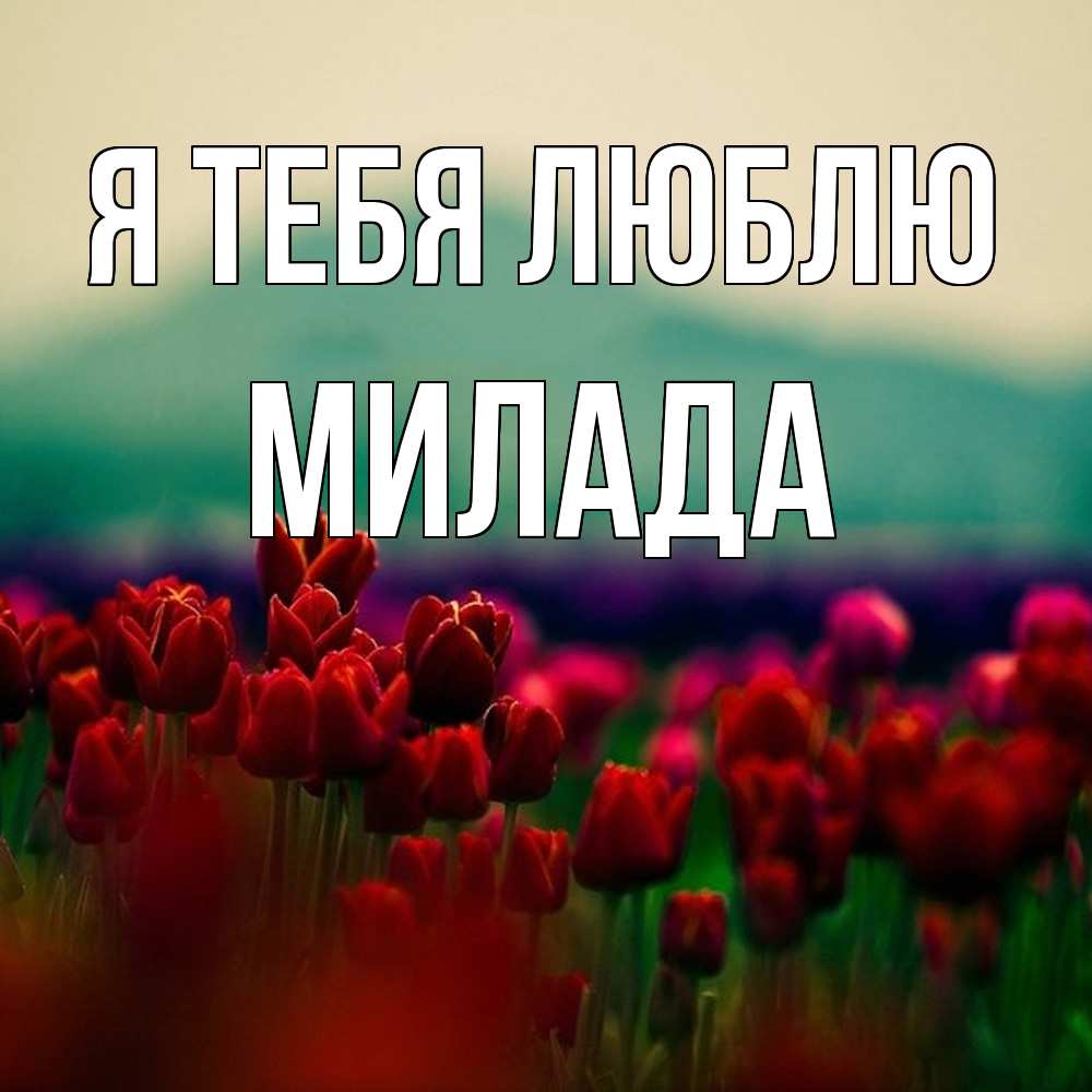 Открытка на каждый день с именем, Милада Я тебя люблю тюльпаны 4 Прикольная открытка с пожеланием онлайн скачать бесплатно 
